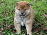 2 chiots Shiba Inus LOF à réserver