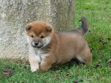 2 chiots Shiba Inus LOF à réserver