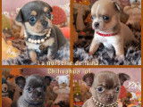 4 chiots Chihuahua LOF à réserver