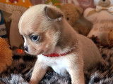 4 chiots Chihuahua LOF à réserver