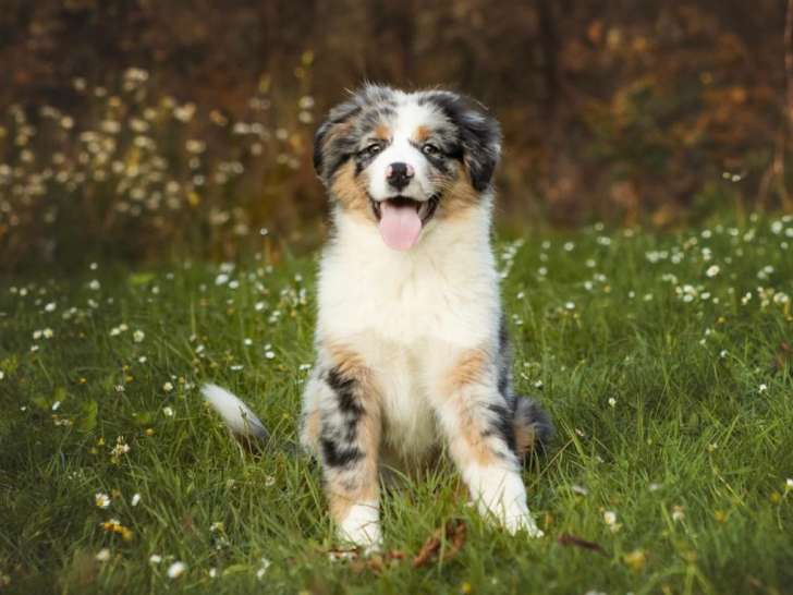 7 chiots Bergers Australiens LOF à vendre