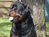 Chien Rottweiler LOF disponible pour une saillie