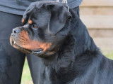 Chien Rottweiler LOF disponible pour une saillie