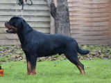 Chien Rottweiler LOF disponible pour une saillie
