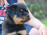 Chien Rottweiler LOF disponible pour une saillie