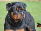 Chien Rottweiler LOF disponible pour une saillie