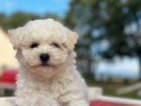 5 chiots Bichons Frisés à réserver (LOF)