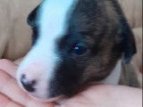 Disponibles à la réservation 3 chiots Whippets femelles LOF