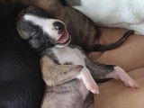 Disponibles à la réservation 3 chiots Whippets femelles LOF