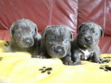 7 chiots Cane Corso LOF bleus disponibles à la réservation