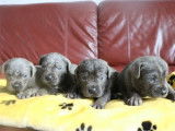 7 chiots Cane Corso LOF bleus disponibles à la réservation
