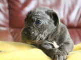 7 chiots Cane Corso LOF bleus disponibles à la réservation