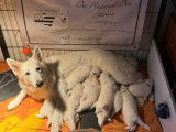 Chiots Bergers Blancs Suisse LOF à vendre