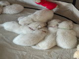 Chiots Bergers Blancs Suisse LOF à vendre