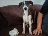 1 chiot Whippet mâle LOF disponible à la vente