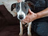 1 chiot Whippet mâle LOF disponible à la vente