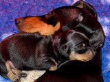 Chiots Teckel Nain noir et feu à poil ras à vendre