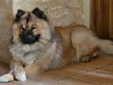 Mâle Eurasier disponible pour saillie