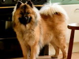 Mâle Eurasier disponible pour saillie