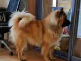Mâle Eurasier disponible pour saillie