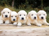 11 chiots Golden Retrievers LOF sable à acheter
