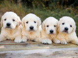 À vendre 9 chiots Golden Retrievers LOF sable