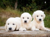 7 chiots Golden Retrievers dorés à réserver
