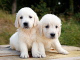 7 chiots Golden Retrievers dorés à réserver