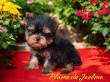 4 chiots Yorkshire Terriers mâles LOF disponibles à la réservation