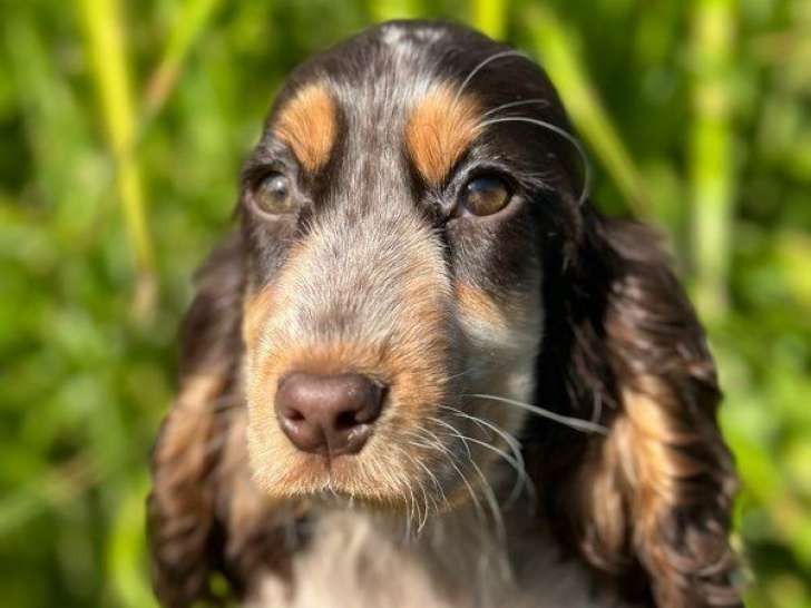 À vendre un chiot Cocker Anglais femelle LOF tricolore chocolat