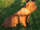 Chienne Dogue de Bordeaux rousse d’un an LOF disponible à la vente