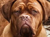 Chienne Dogue de Bordeaux rousse d’un an LOF disponible à la vente