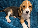 5 chiots Beagles femelles tricolores LOF à vendre