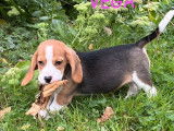 5 chiots Beagles femelles tricolores LOF à vendre