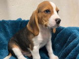 5 chiots Beagles femelles tricolores LOF à vendre