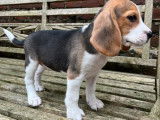 5 chiots Beagles femelles tricolores LOF à vendre