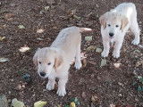 2 chiots femelles Golden Retrievers LOF disponibles à la vente