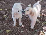 2 chiots femelles Golden Retrievers LOF disponibles à la vente