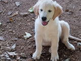 2 chiots femelles Golden Retrievers LOF disponibles à la vente