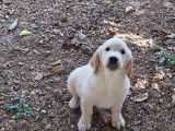2 chiots femelles Golden Retrievers LOF disponibles à la vente