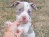 Un chiot femelle American Bully bicolore disponible à la vente