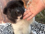 Des chiots Akita Américains LOF disponibles à la réservation