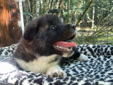 Des chiots Akita Américains LOF disponibles à la réservation