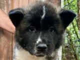 Des chiots Akita Américains LOF disponibles à la réservation