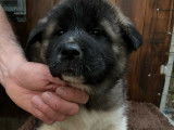 Des chiots Akita Américains LOF disponibles à la réservation