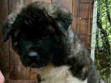 Des chiots Akita Américains LOF disponibles à la réservation