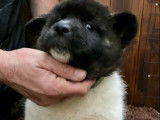 Des chiots Akita Américains LOF disponibles à la réservation