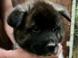 Des chiots Akita Américains LOF disponibles à la réservation