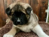 Des chiots Akita Américains LOF disponibles à la réservation