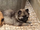 1 chiot Eurasier femelle LOF à réserver